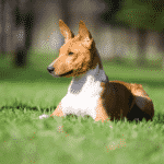 razas-de-perros
