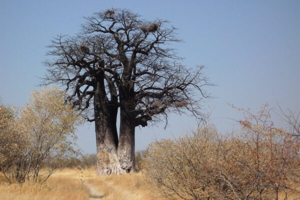 Un baobab solitario en la sabana africana