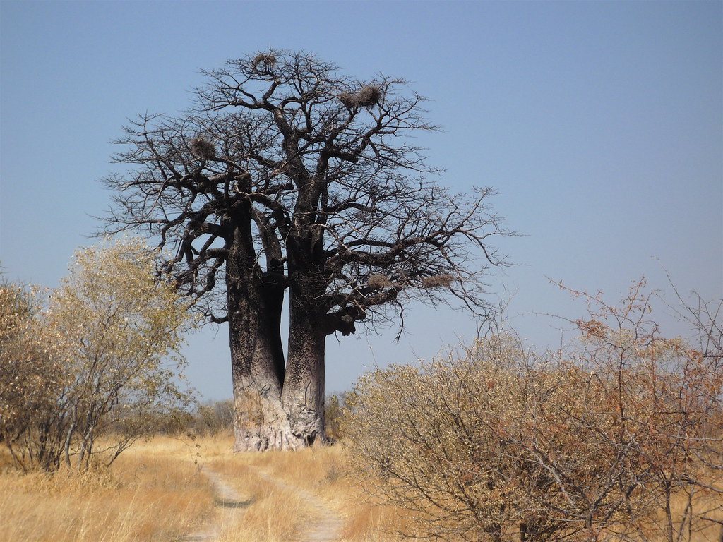 Un baobab solitario en la sabana africana