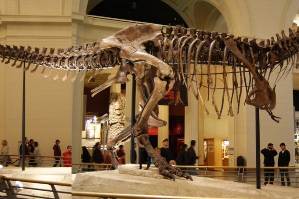Esqueleto del Tyrannosaurus rex «Sue» en el Field Museum de Chicago