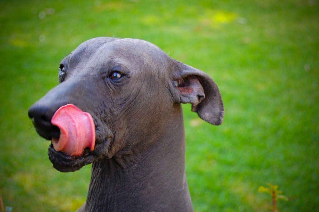 Cabeza de un xoloitzcuintle, el perro mexicano sin pelo